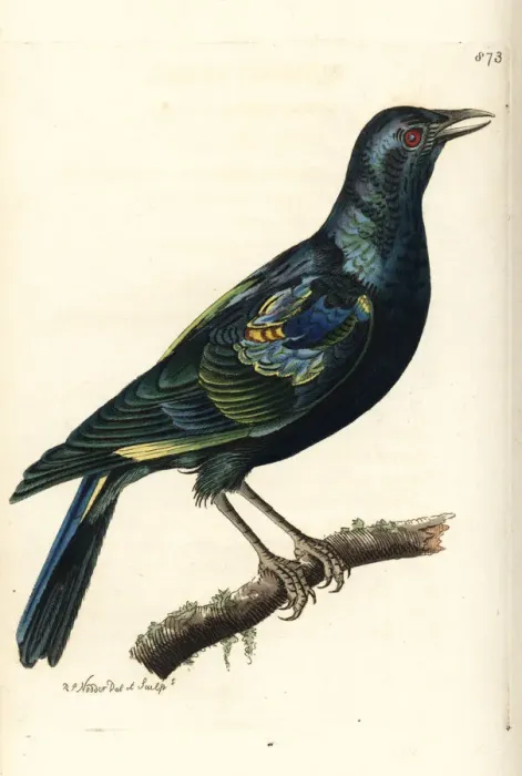 Framed Print : Cape starling, Lamprotornis nitens