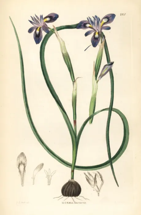 Framed Print : Cape tulip, Moraea sisyrinchium Framed Print : Cape tulip, Moraea sisyrinchium
