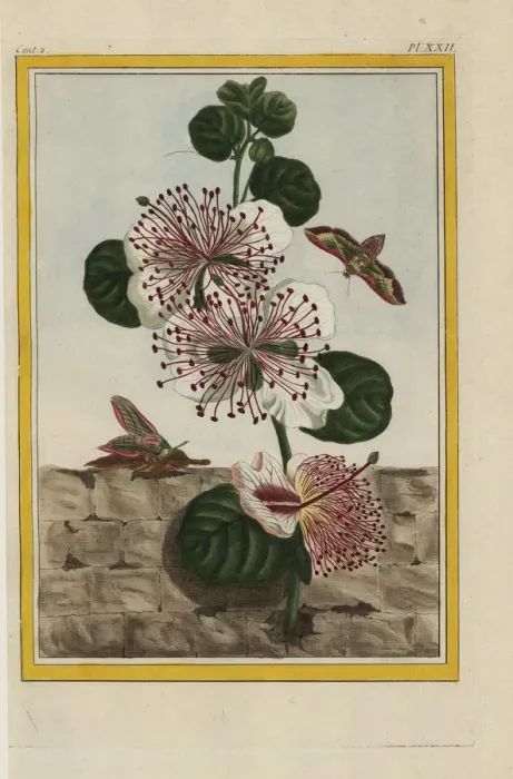 Framed Print : Caper bush, Capparis spinosa Framed Print : Caper bush, Capparis spinosa