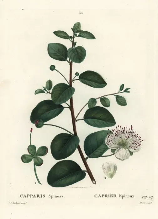 Framed Print : Caper bush, Capparis spinosa Framed Print : Caper bush, Capparis spinosa
