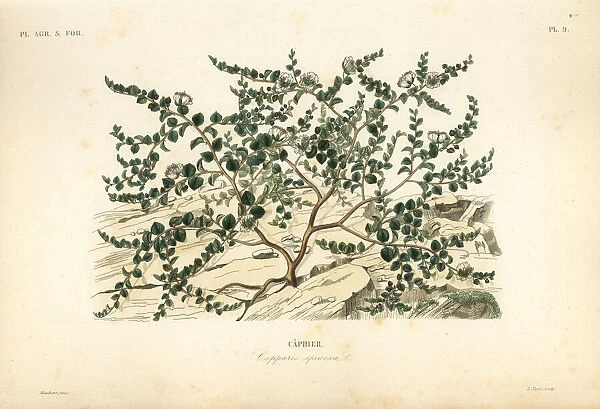 Caper bush or Flinders rose, Capparis spinosa
