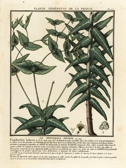 Framed Print : Caper spurge, Euphorbia lathyris Framed Print : Caper spurge, Euphorbia lathyris
