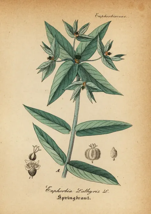 Framed Print : Caper spurge or paper spurge, Euphorbia lathyris Framed Print : Caper spurge or paper spurge, Euphorbia lathyris