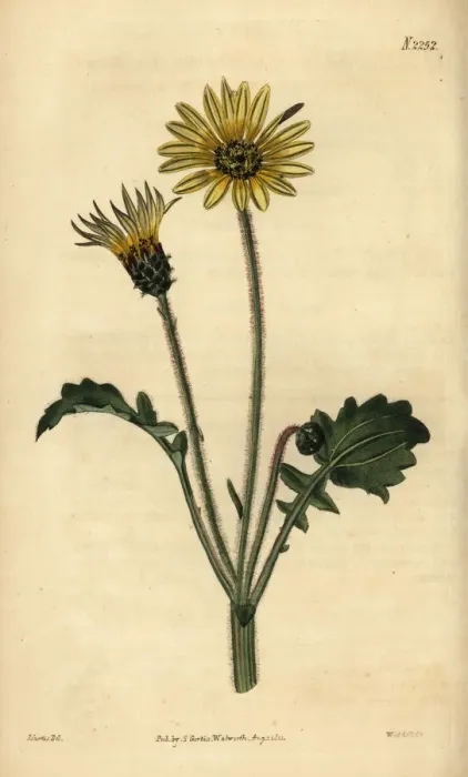 Framed Print : Capeweed, Arctotheca calendula Framed Print : Capeweed, Arctotheca calendula