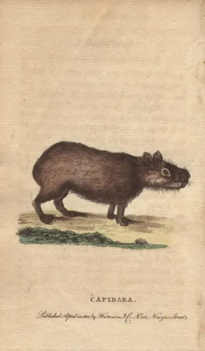 Framed Print : Capibara or capybara, Hydrochoerus hydrochaeris Framed Print : Capibara or capybara, Hydrochoerus hydrochaeris