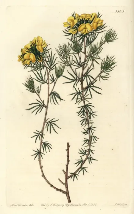 Framed Print : Capitate gompholobium, Gompholobium capitatum