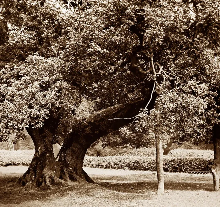 Framed Print : Capon Tree, Jedburgh Framed Print : Capon Tree, Jedburgh