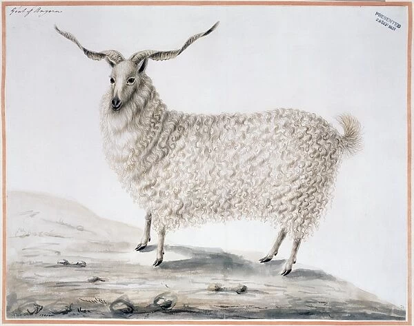 Capra hircus, goat