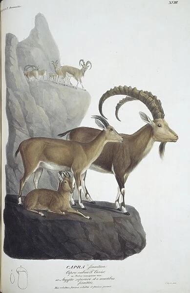 Capra nubiana, nubian ibex