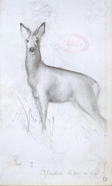 Capreolus capreolus, western roe deer