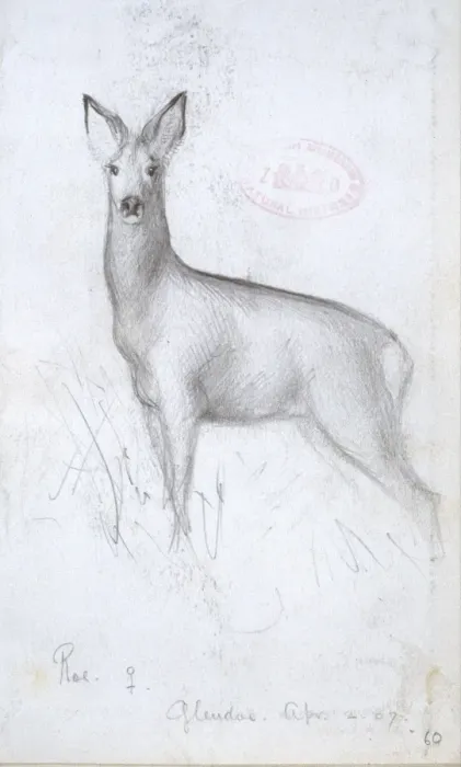 Framed Print : Capreolus capreolus, western roe deer Framed Print : Capreolus capreolus, western roe deer