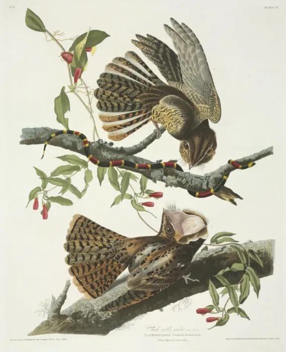 Framed Print : Caprimulgus carolinensis, chuck-wills widow Framed Print : Caprimulgus carolinensis, chuck-wills widow