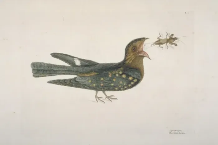 Framed Print : Caprimulgus carolinensis, chuck-wills widow Framed Print : Caprimulgus carolinensis, chuck-wills widow