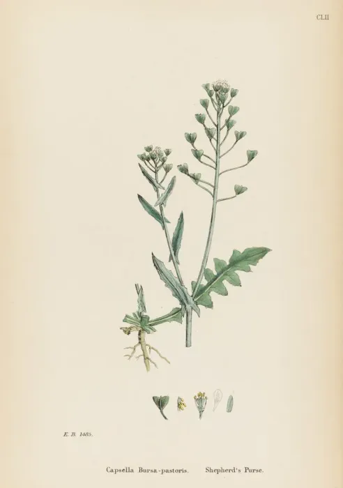 Framed Print : CAPSELLA BURSA-PASTORIS Framed Print : CAPSELLA BURSA-PASTORIS