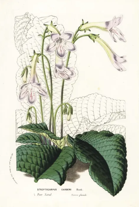 Framed Print : Captain Gardens streptocarpus, Streptocarpus gardenii Framed Print : Captain Gardens streptocarpus, Streptocarpus gardenii