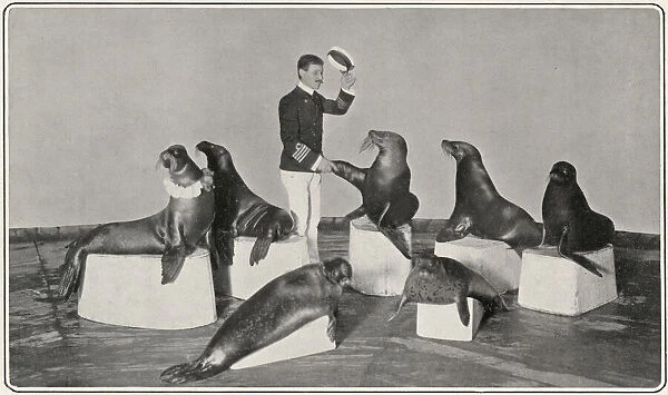 Captain Woodward & his seals at the London Hippodrome