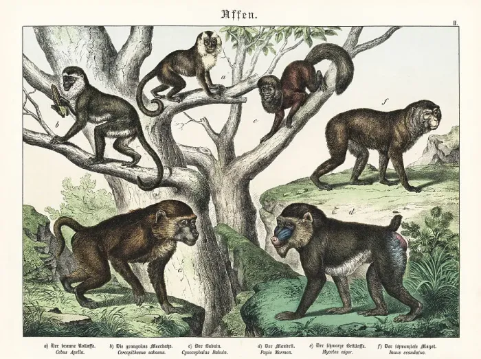 Framed Print : Capuchin, mandrill and other apes Framed Print : Capuchin, mandrill and other apes