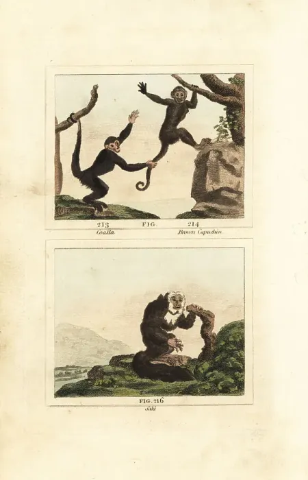 Framed Print : Capuchin monkeys and equatorial saki Framed Print : Capuchin monkeys and equatorial saki