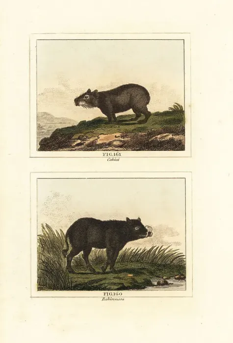 Framed Print : Capybara and babirusa Framed Print : Capybara and babirusa