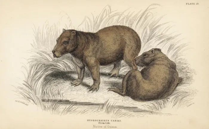 Framed Print : Capybara, Hydrochaeris hydrochaeris Framed Print : Capybara, Hydrochaeris hydrochaeris