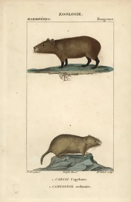Framed Print : Capybara, Hydrochoerus hydrochaeris, and common Framed Print : Capybara, Hydrochoerus hydrochaeris, and common