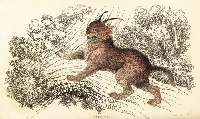 Framed Print : Caracal, Caracal caracal Framed Print : Caracal, Caracal caracal
