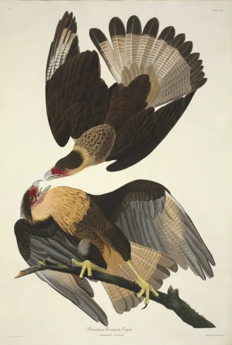 Framed Print : Caracara cheriway, crested caracara Framed Print : Caracara cheriway, crested caracara