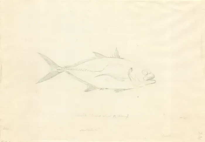 Framed Print : Caranx hippos, Crevalle jack Framed Print : Caranx hippos, Crevalle jack