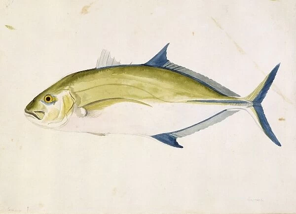 Caranx melampygus, bluefin trevally
