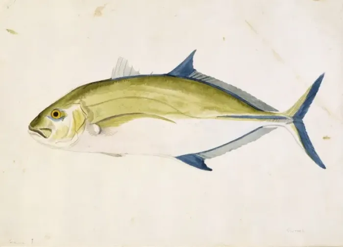 Framed Print : Caranx melampygus, bluefin trevally Framed Print : Caranx melampygus, bluefin trevally