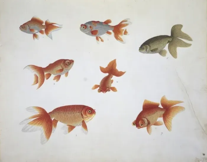Framed Print : Carassius auratus, carassin Framed Print : Carassius auratus, carassin