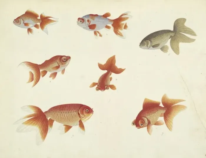 Framed Print : Carassius auratus (Linnaeus, 1758)