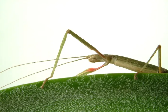 Framed Print : Carausius morosus, Indian stick insect Framed Print : Carausius morosus, Indian stick insect