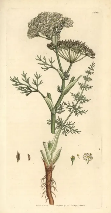 Framed Print : Caraway, Carum carvi Framed Print : Caraway, Carum carvi