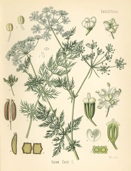 Framed Print : Caraway or Persian cumin, Carum carvi Framed Print : Caraway or Persian cumin, Carum carvi