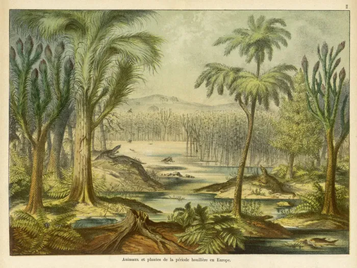 Framed Print : Carboniferous landscape in Europe Framed Print : Carboniferous landscape in Europe