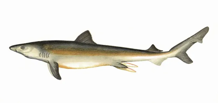 Framed Print : Carcharodon carcharias, or great white shark Framed Print : Carcharodon carcharias, or great white shark