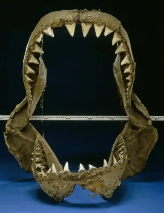 Framed Print : Carcharodon carcharias, great white shark jaw bones Framed Print : Carcharodon carcharias, great white shark jaw bones