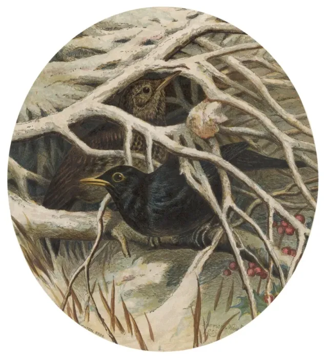 Framed Print : Card; Birds on Bough Framed Print : Card; Birds on Bough