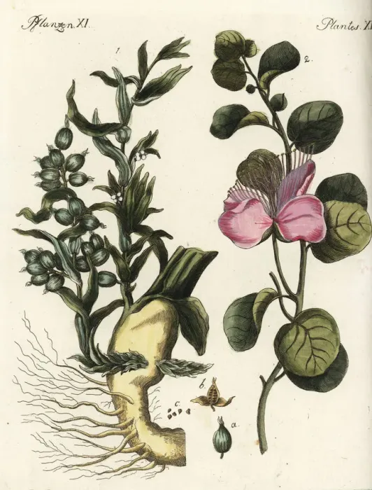 Framed Print : Cardamon and caper plants Framed Print : Cardamon and caper plants