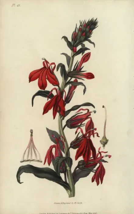 Framed Print : Cardinal flower, Lobelia cardinalis Framed Print : Cardinal flower, Lobelia cardinalis