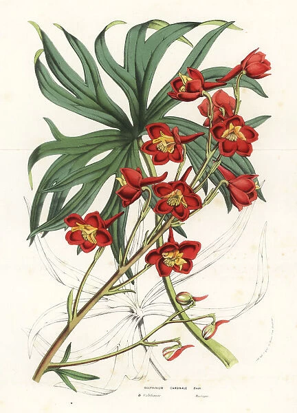 Cardinal larkspur, Delphinium cardinale
