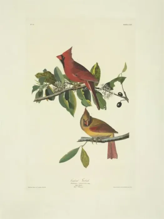Framed Print : Cardinalis cardinalis, northern cardinal Framed Print : Cardinalis cardinalis, northern cardinal