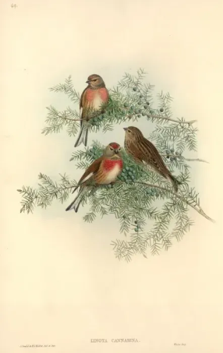 Framed Print : Carduelis cannabina, common linnet Framed Print : Carduelis cannabina, common linnet