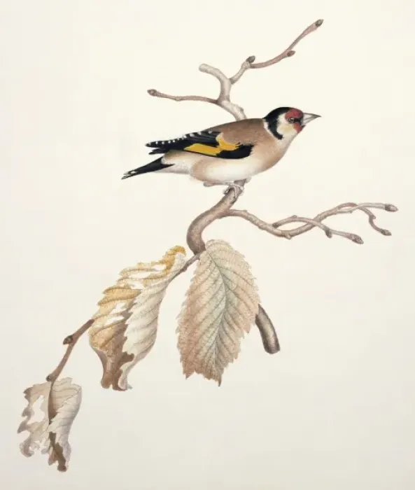 Framed Print : Carduelis carduelis, European goldfinch Framed Print : Carduelis carduelis, European goldfinch
