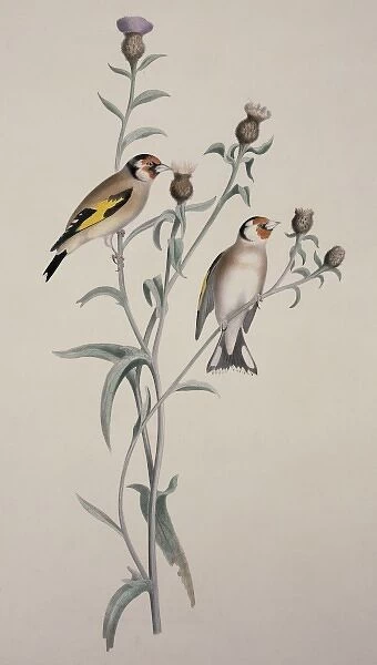 Carduelis carduelis, European goldfinch