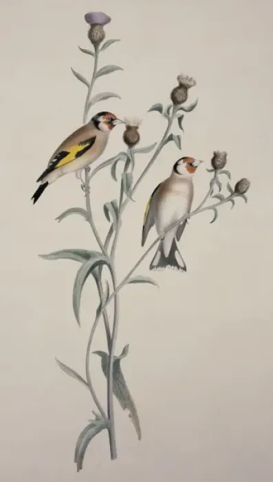 Framed Print : Carduelis carduelis, European goldfinch Framed Print : Carduelis carduelis, European goldfinch