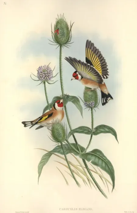 Framed Print : Carduelis carduelis, European goldfinch
