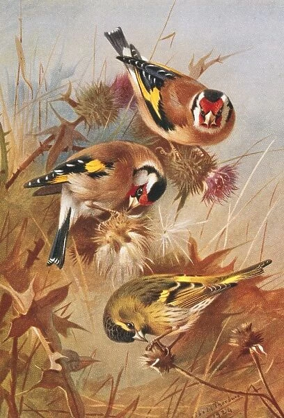 Carduelis carduelis, European goldfinch, Carduelis spinus, E