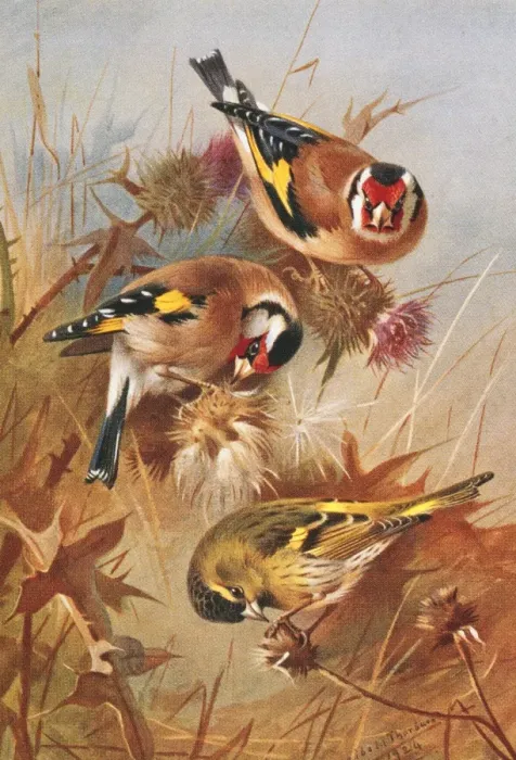 Framed Print : Carduelis carduelis, European goldfinch, Carduelis spinus, E Framed Print : Carduelis carduelis, European goldfinch, Carduelis spinus, E